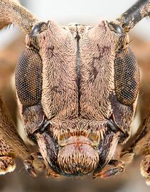  Cicatrodea monima,  female specimen; © E.H. Nearns