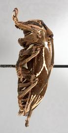  Cicatrodea monima,  female specimen; © E.H. Nearns