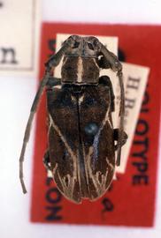  Cicatrodea monima,  female holotype specimen; © G.L. Tavakilian
