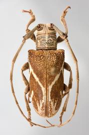  Cicatrodea bahia,  female specimen; © E.H. Nearns