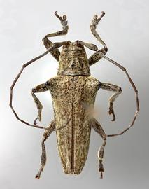  Agaritha iolaia , male paratype specimen; © E.H. Nearns