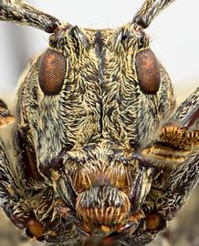  Agaritha iolaia , male paratype specimen; © E.H. Nearns