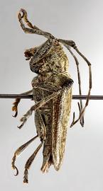  Agaritha iolaia , male paratype specimen; © E.H. Nearns