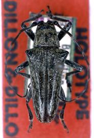  Agaritha iolaia , male holotype specimen; © G.L. Tavakilian