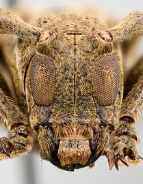  Alexera barii , male specimen; © E.H. Nearns