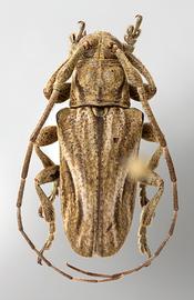  Alexera barii , male specimen; © E.H. Nearns