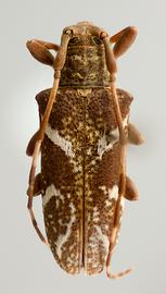  Apamauta lineolata , female specimen; © E.H. Nearns