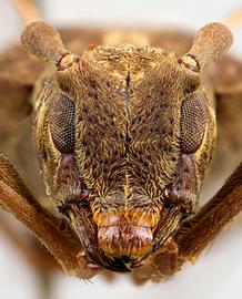  Apamauta lineolata , female specimen; © E.H. Nearns