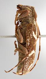  Apamauta lineolata , female specimen; © E.H. Nearns