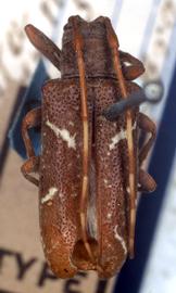  Apamauta lineolata , type specimen; © G.L. Tavakilian