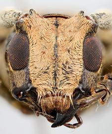  Apocoptoma chabrillacii , female specimen; © E.H. Nearns