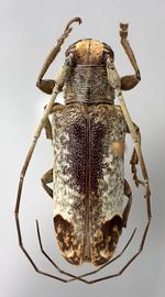  Apocoptoma chabrillacii , female specimen; © E.H. Nearns