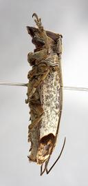  Apocoptoma chabrillacii , female specimen; © E.H. Nearns