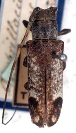  Apocoptoma chabrillacii , type specimen; © G.L. Tavakilian