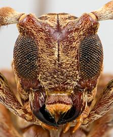  Bacuris sexvittatus , male specimen; © E.H. Nearns