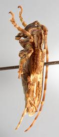  Bacuris sexvittatus , male specimen; © E.H. Nearns