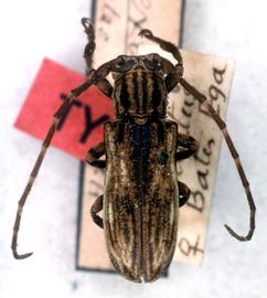  Bacuris sexvittatus , female type specimen; © G.L. Tavakilian