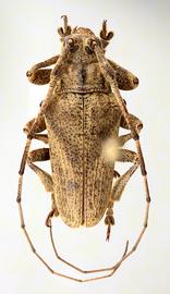  Bucoides erichsoni , male specimen; © E.H. Nearns