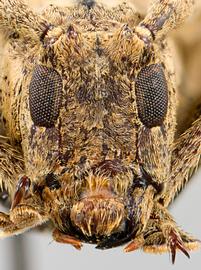  Bucoides erichsoni , male specimen; © E.H. Nearns