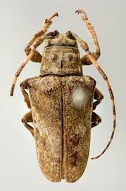  Bucoides exotica , female holotype specimen; © E.H. Nearns