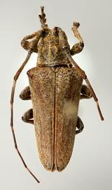  Bucoides montana , male holotype specimen; © E.H. Nearns
