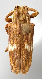  Carenesycha carenata , female holotype specimen; © E.H. Nearns
