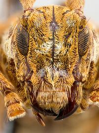  Carenesycha carenata , female holotype specimen; © E.H. Nearns