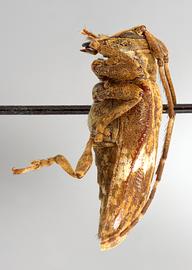  Carenesycha carenata , female holotype specimen; © E.H. Nearns