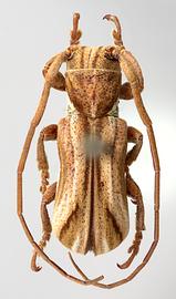  Cherentes niveilateris , male specimen; © E.H. Nearns