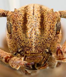  Cherentes niveilateris , male specimen; © E.H. Nearns