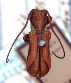  Cherentes niveilateris,  holotype specimen; © E.H. Nearns