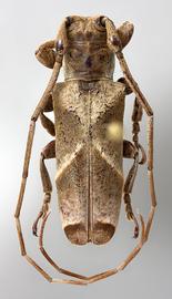  Chitron mniszechii , male specimen; © E.H. Nearns