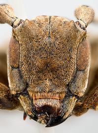  Chitron mniszechii , male specimen; © E.H. Nearns