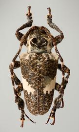  Hypsioma fasciata  (=  Cipriscola fasciata ), male specimen; © E.H. Nearns