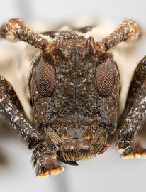  Hypsioma fasciata  (=  Cipriscola fasciata ), male specimen; © E.H. Nearns