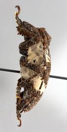  Hypsioma fasciata  (=  Cipriscola fasciata ), male specimen; © E.H. Nearns