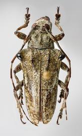  Cnemosioma innominata , female specimen; © E.H. Nearns