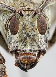  Cnemosioma innominata , female specimen; © E.H. Nearns