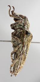  Cnemosioma innominata , female specimen; © E.H. Nearns