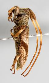  Cordites armillata , female specimen; © E.H. Nearns