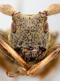  Cordites armillata , female specimen; © E.H. Nearns