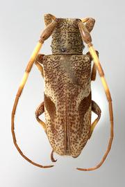  Cordites armillata , female specimen; © E.H. Nearns