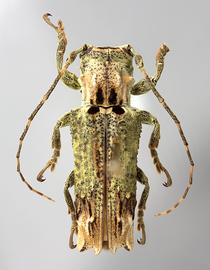  Ecthoea quadricornis , female specimen; © E.H. Nearns