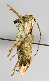  Ecthoea quadricornis , female specimen; © E.H. Nearns