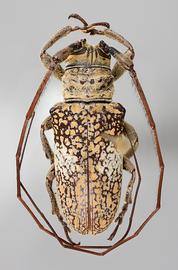  Ephiales cretacea , male specimen; © E.H. Nearns