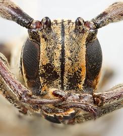  Ephiales cretacea , male specimen; © E.H. Nearns