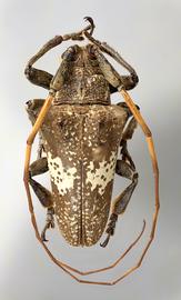  Delilah gilvicornis , male specimen; © E.H. Nearns