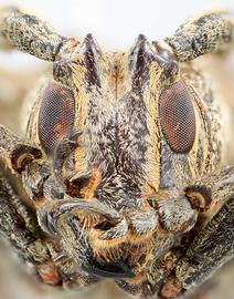  Delilah gilvicornis , male specimen; © E.H. Nearns