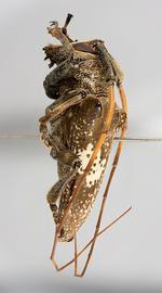  Delilah gilvicornis , male specimen; © E.H. Nearns