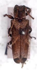  Chitron mniszechii , female type specimen; © G.L. Tavakilian